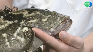 中禁台石斑 農委會祭"延養免息1年"因應