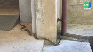 熱爆了!台南中午飆高溫 蛇爬陰涼處避暑