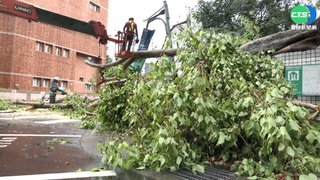 雷雨彈狂炸 北市老樹斷裂砸破擋風玻璃