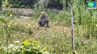 台灣獼猴愛吃助攻 武陵出現蜀葵花林