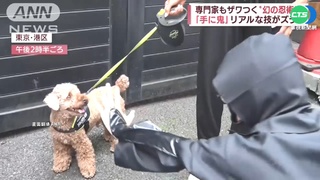 日失傳"忍術祕笈"重見天日 讓狗不叫靠這招?