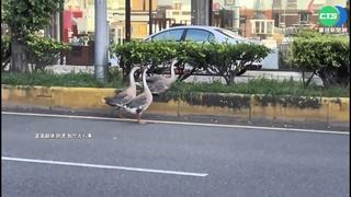 誰家的? "流浪鵝"逛大街 民眾PO網尋主人