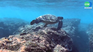 看頭部紋路辨身分! 海龜點點名超萌登場