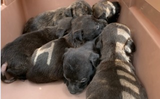 夏初奶犬.貓潮！動保籲：通報前停看聽.切勿觸摸犬貓