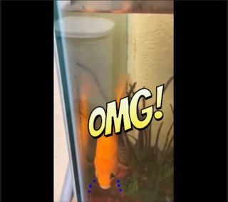 好功夫！小強不只會飛還會潛水 網笑：蟑界水行俠