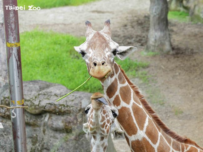 倒數2天！7月1日迎暑假 臺北市立動物園開園 | 華視新聞
