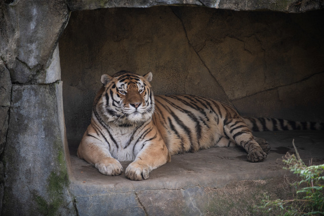 美國動物園老虎確診 經治療後仍不幸離世 | 華視新聞