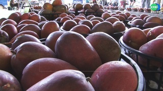 愛文芒果減產7成 市場交易價飆漲5倍