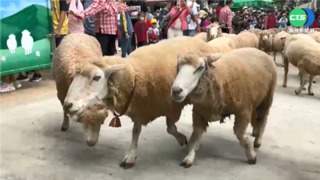 放暑假衝一波! 清境夏季牧場遊行超吸睛