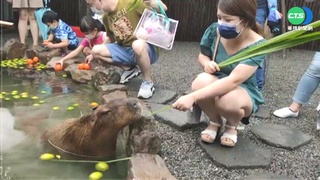 遭控非法展演動物 知名農場:已送件申請