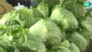 高麗菜分公母? 網掀熱議 學者:公的較甜