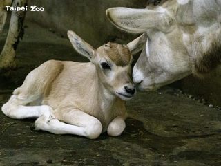 動物園迎接新生命！羚羊、丹頂鶴寶寶出生