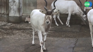 睽違4年! 北市動物園喜迎"弓角羚羊"寶寶