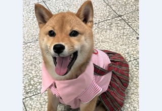 柴柴加入！國小認養柴犬兄妹當校犬 成得力伴讀幫手