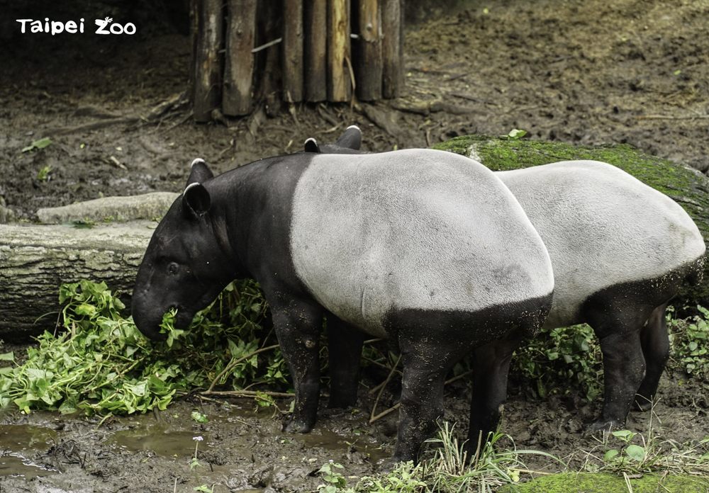 馬來貘：這是講悄悄話的標準隊形 / 圖片來源 臺北市立動物園
