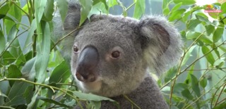 北市動物園夜間開放！7.8月每周六下午4點入園