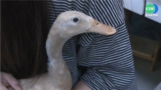 蛋鴨不下蛋... 慘遭淘汰.活活被餓死