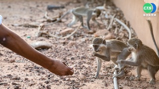 猴痘病例58國逾6千 世衛將再召開緊急會議