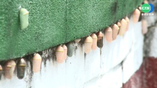 3百顆蝶蛹垂掛老屋圍牆 璀璨如珠寶