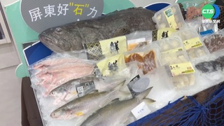 中禁台石斑! 轉輸日本首批3公噸下周空運