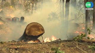 美國"優勝美地"野火狂燒 搶救千年紅杉