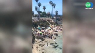 杭州高溫飆40℃ 動物園獅子"吐舌"吸睛