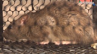 全台首例漢他病毒出現！掌握居家防鼠3絕招