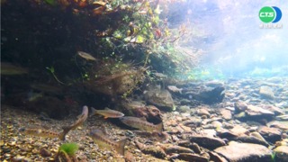 櫻花鉤吻鮭復育有成 棲息地擴大至9個點