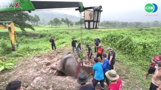 小象困坑洞 母象"跪地救子"出意外!