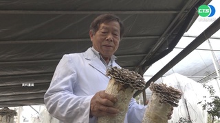 "森林紅寶石"牛樟芝 年產值至少20億!