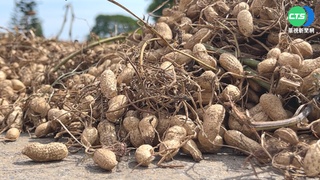 大馬路曬花生 花蓮奇景汽機車怨難行