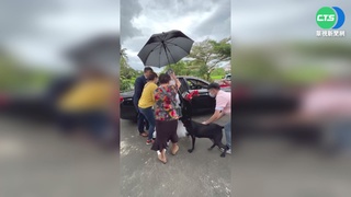 好Q! 新人結婚搭禮車 黑狗暴衝搶先跳上車