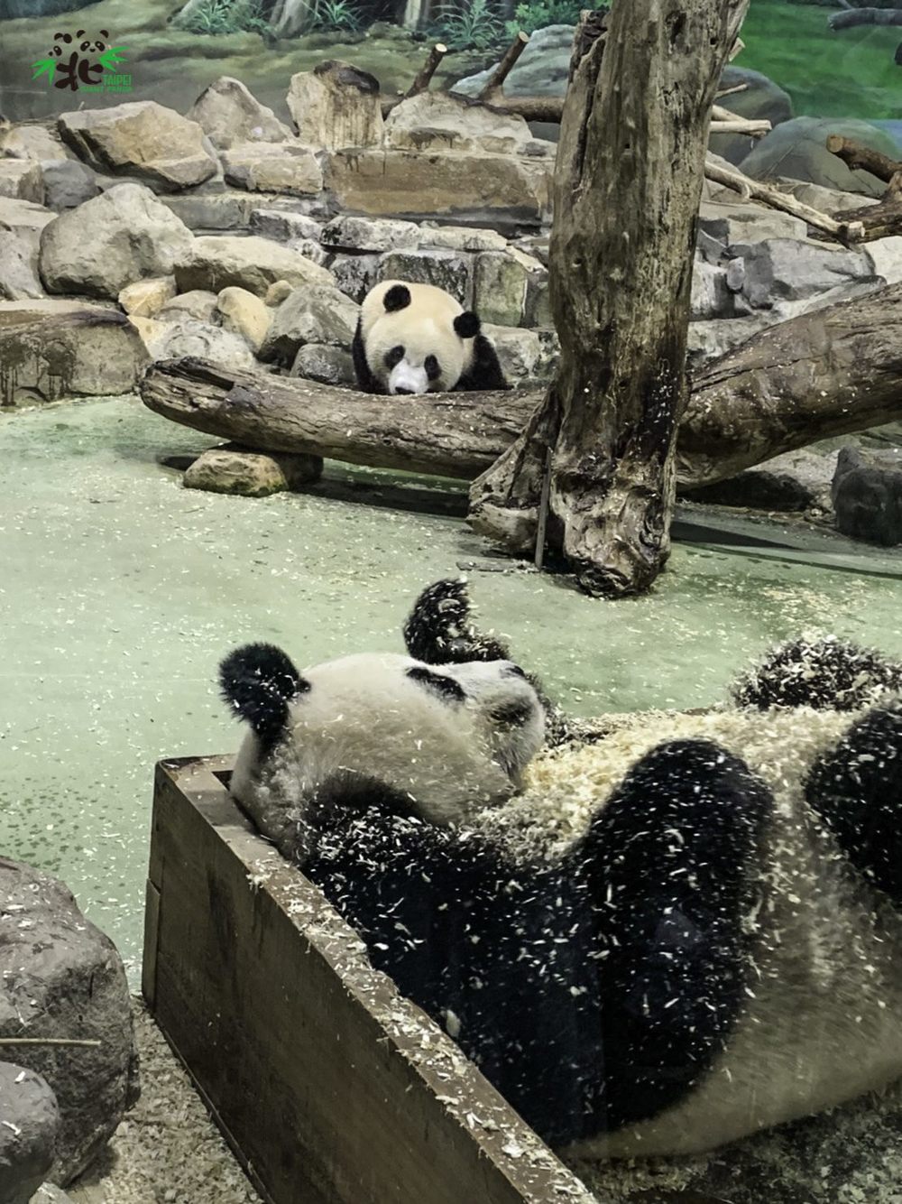 「圓寶」泡在涼涼的「冷泉」中 / 圖片來源 台北市立動物園