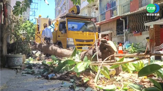 高雄大晴天...路樹突倒塌 婦人壓傷送醫