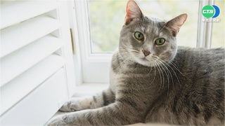 不再怕帶貓看醫生！貓行為諮商師曝放鬆小技巧