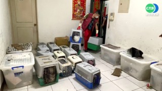 飼主疑虐34隻品種貓 冰箱驚藏2貓屍