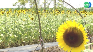 全台最大向日葵花田 大王荷花池上體驗