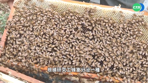 喝蜂蜜阻病毒複製?! 醫斥:雙氧水濃度差太多