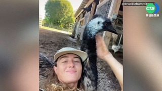 遇到仇人? 鴯鶓狂啄手機 影片一夕暴紅