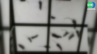 家變"鼠窩" 悚! 住戶半年"捕獲151隻"