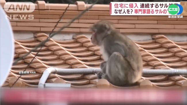 日本山口市"猴子之亂"  0-80歲已44人受傷 | 華視新聞