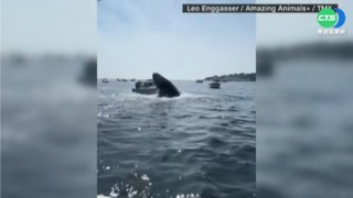 海上奇景! 美國麻州鯨魚冒出水面拍打小船