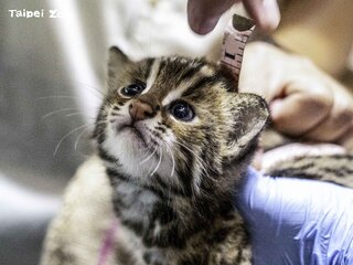 石虎寶寶慶雙滿月！軟綿綿腳掌超有力  撲抓攀爬精力充沛