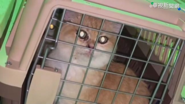500人搶領養品種貓 獸醫師慨：米克斯在收容所等你們 | 華視新聞