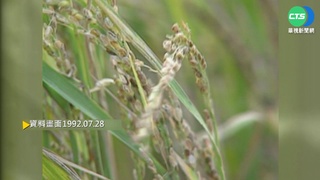 【歷史上的今天】和美農田鎘汙染 彰縣府急銷毀受汙稻米