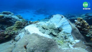 南寮漁港工程偷趕進度 毀珊瑚礁犯眾怒!