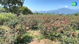 連日熱翻! 花蓮茶葉曬枯 鄉公所提報救助