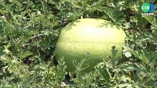 紅黃西瓜功效不同！美女營養師詳解：這款顧眼降血壓