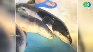 "除虎"尚未成功! 大批魚虎幼魚又現蹤日月潭