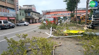 疑恍神! 曳引車撞分隔島 路樹燈杆被撞毀